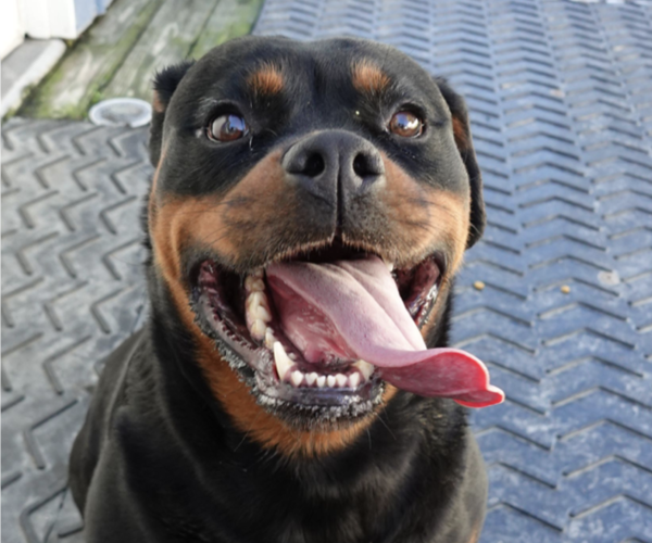 Medium Photo #1 Rottweiler Puppy For Sale in S CHARLESTON, WV, USA