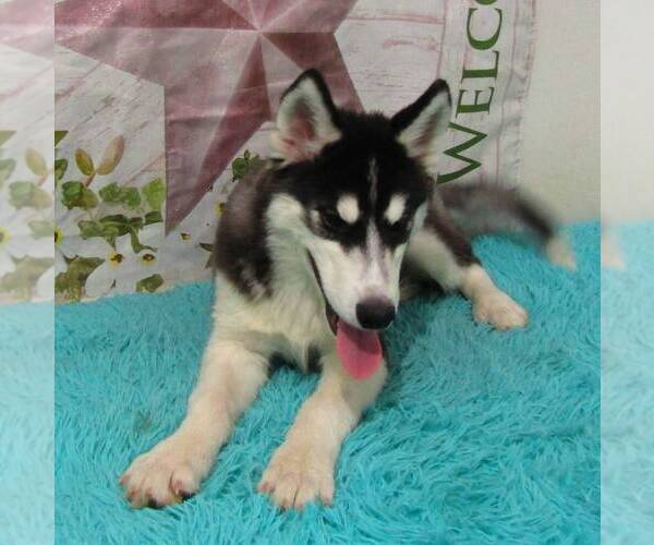 Medium Photo #2 Siberian Husky Puppy For Sale in NEW HAVEN, IN, USA