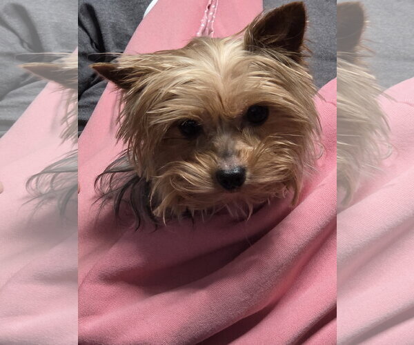 Medium Photo #3 Mutt Puppy For Sale in Spring, TX, USA