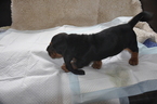 Small Photo #10 Basset Hound Puppy For Sale in DEER VALLEY, UT, USA