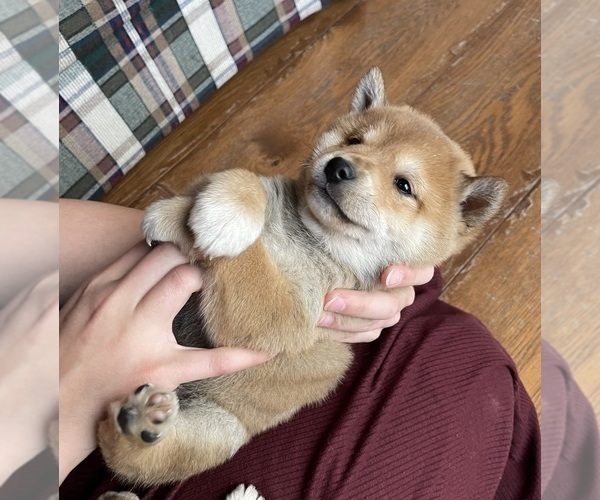 Medium Photo #1 Shiba Inu Puppy For Sale in SCHUYLKILL HAVEN, PA, USA
