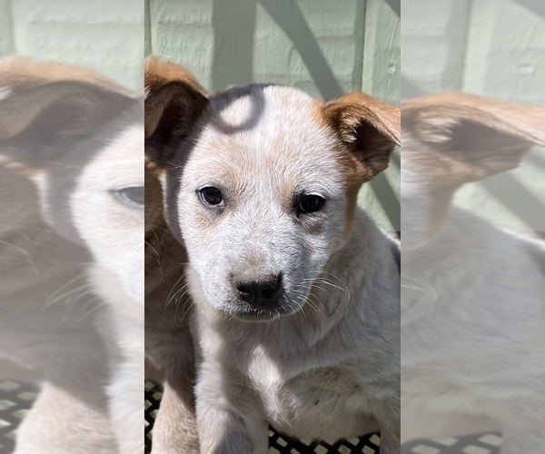 Medium Photo #4 Australian Cattle Dog Puppy For Sale in POST FALLS, ID, USA