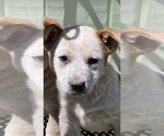Small #3 Australian Cattle Dog