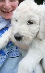 Goldendoodle Puppy for sale in FALL CREEK, WI, USA