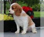 Small Photo #5 Cavalier King Charles Spaniel Puppy For Sale in EPHRATA, PA, USA