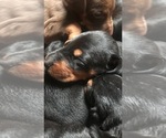Small Photo #22 Doberman Pinscher Puppy For Sale in SCAPPOOSE, OR, USA
