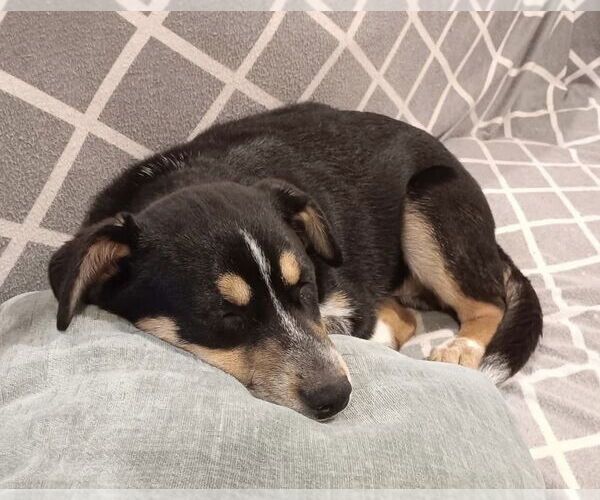 Medium Photo #5 Alaskan Malamute-Unknown Mix Puppy For Sale in Oak Bluffs, MA, USA