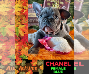 French Bulldog Puppy for sale in HEATHROW, FL, USA
