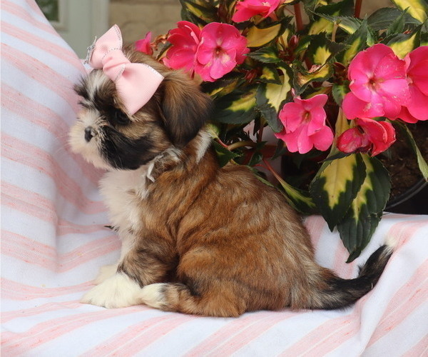 Medium Photo #2 Shih Tzu Puppy For Sale in THORP, WI, USA