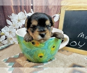Morkie Puppy for sale in CASSVILLE, MO, USA