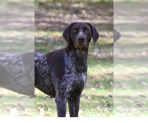 Mother of the German Shorthaired Pointer puppies born on 09/01/2022