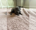 Small #1 Great Dane