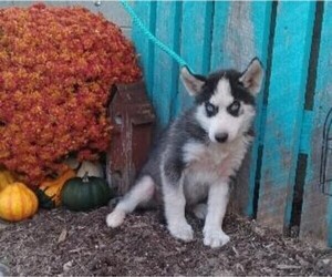 Siberian Husky Puppy for sale in FREDERICKSBG, OH, USA