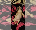 Small Photo #7 French Bulldog Puppy For Sale in MARYVILLE, TN, USA