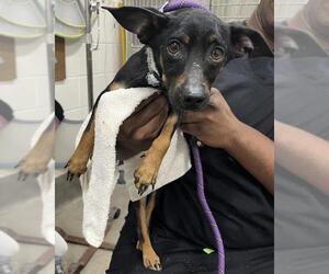 Chihuahua Dogs for adoption in Forestville, MD, USA