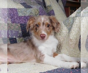 Miniature Australian Shepherd Puppy for sale in HARRISON, OH, USA