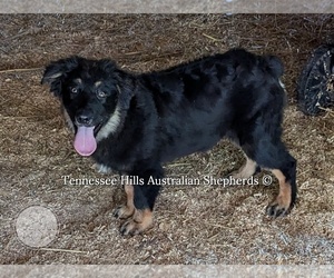 Australian Shepherd Puppy for sale in GEORGETOWN, TN, USA