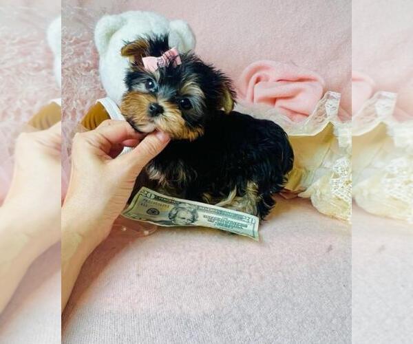 Medium Photo #1 Yorkshire Terrier Puppy For Sale in PEMBROKE PINES, FL, USA