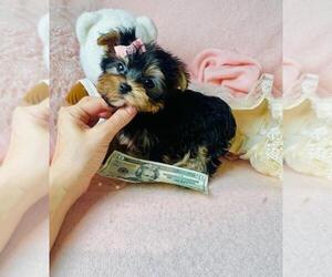 Medium Yorkshire Terrier