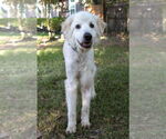 Small #4 Great Pyrenees