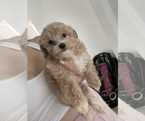 Medium Maltipoo