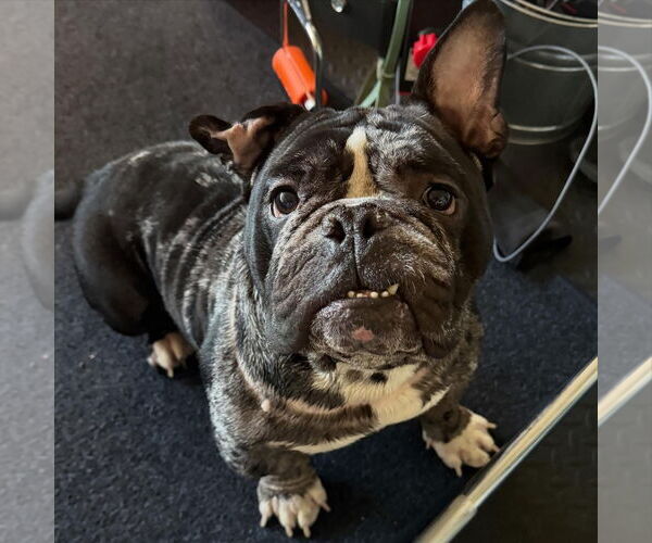 Medium Photo #1 Bulldog-Unknown Mix Puppy For Sale in Las Vegas, NV, USA