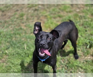 Morticia - Female Mutt Dog for Adoption - Photo #5