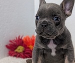 Small Photo #51 French Bulldog Puppy For Sale in GOSHEN, IN, USA