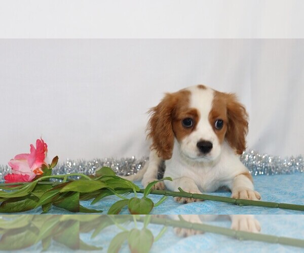 Medium Photo #2 Cavalier King Charles Spaniel Puppy For Sale in FREDERICKSBG, OH, USA