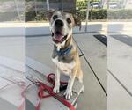 Small German Shepherd Dog Mix
