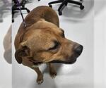 Small American Pit Bull Terrier Mix
