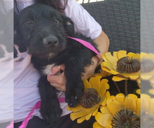Mutt Dogs for adoption in Grafton, WI, USA