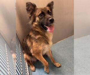 German Shepherd Dog Dogs for adoption in Pearland, TX, USA