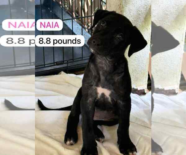 Medium Photo #2 Labrador Retriever-Unknown Mix Puppy For Sale in Virginia Beach, VA, USA