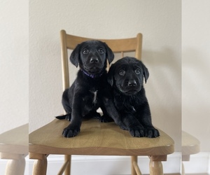 Shepradors Puppy for sale in COLTON, OR, USA