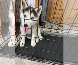 Siberian Husky Puppy for sale in JEFFERSON CITY, MO, USA