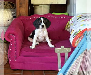 Bagle Hound Dogs for adoption in Mechanicsburg, PA, USA