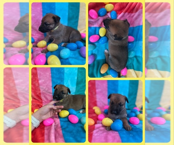 Medium Photo #2 Belgian Malinois Puppy For Sale in ARCADIA, FL, USA