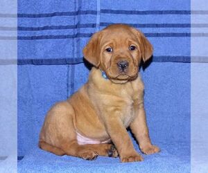 Labrador Retriever Puppy for sale in MIFFLINBURG, PA, USA
