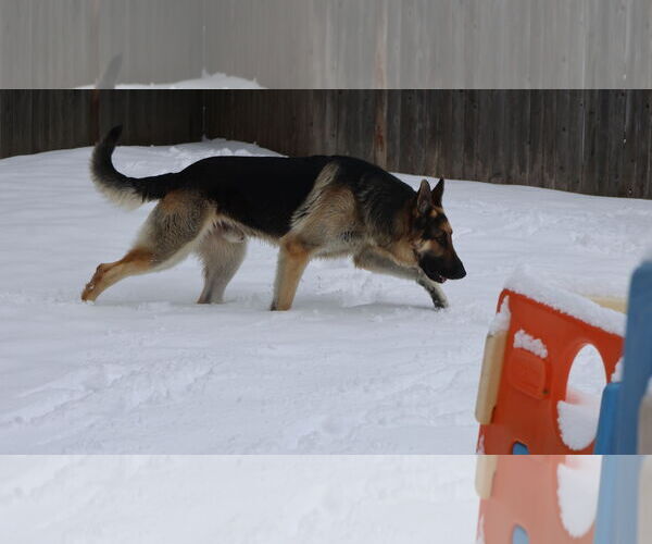 Medium Photo #39 German Shepherd Dog Puppy For Sale in Sebec, ME, USA