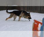 Small #38 German Shepherd Dog
