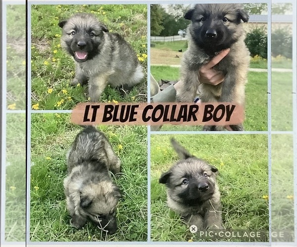 Medium Photo #3 German Shepherd Dog Puppy For Sale in WACO, TX, USA