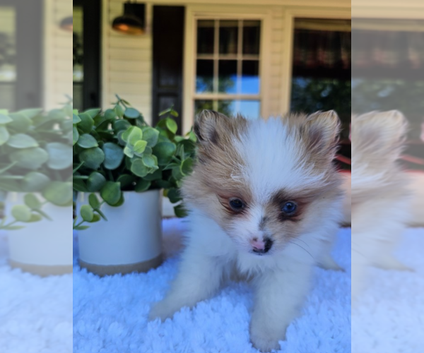 Medium Photo #17 Pomeranian Puppy For Sale in FT LAUDERDALE, FL, USA