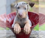 Puppy Ethan Doberman Pinscher