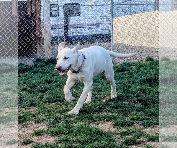 Medium Photo #2 Labrador Retriever Puppy For Sale in Emmett, ID, USA