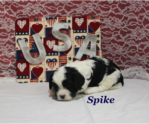 Cavapoo Puppy for sale in CHANUTE, KS, USA