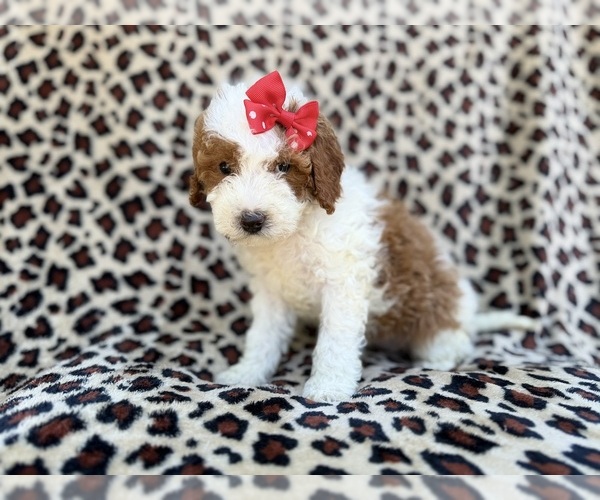 Medium Photo #6 Cavapoo (Miniature) Puppy For Sale in LAKELAND, FL, USA