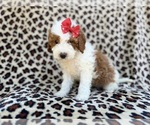 Small #5 Cavapoo (Miniature)
