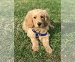 Small Photo #7 Goldendoodle Puppy For Sale in BOWLING GREEN, KY, USA