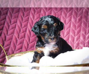 Sheepadoodle Puppy for sale in FAYETTEVILLE, NC, USA